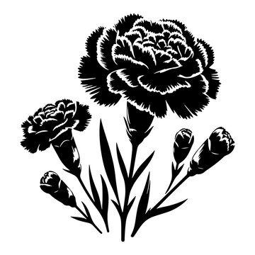 black carnation flowers on white background clip art preview