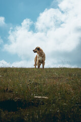 Beautiful orange fluffy dog posing like a hero on top of a hill.