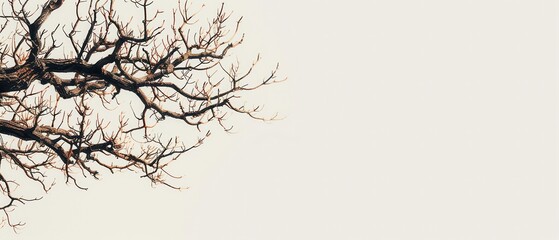 Obraz premium A tree branch is shown in a white background