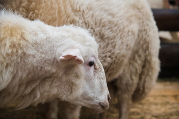 Sheep in the sheep pen on the farm