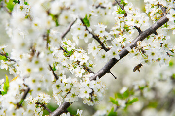 Blooming white shrubs on a spring day.