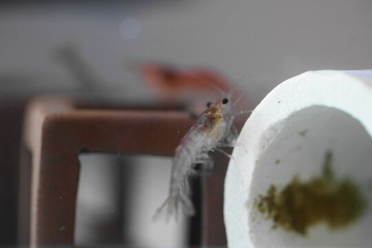 Mysis relicta, or opossum shrimp, is a small, transparent crustacean found in deep, cold freshwater lakes of North America and northern Europe.  