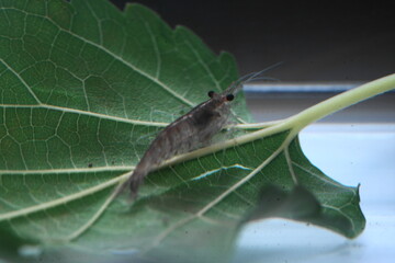 Whisker shrimp is a common name used for several species of freshwater shrimp characterized by their long, prominent antennae, which resemble whiskers. |幽灵虾