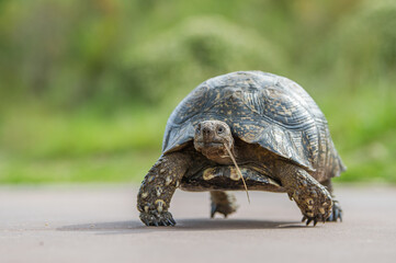 Leopard tortoise walking across the road