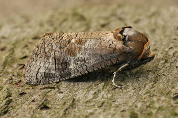 Closeup on the large European Goat moth, Cossus cossus apecies pest of broad-leafed trees