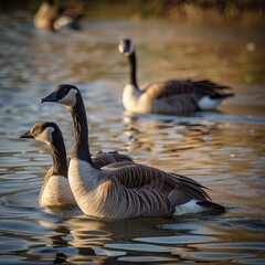 Obraz premium Geese in the lagoon. swiming in a lake