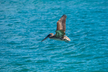 Pelicans flying over the ocean water