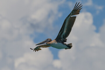 Pelican flying