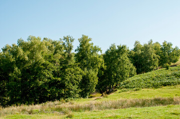 landscape with trees