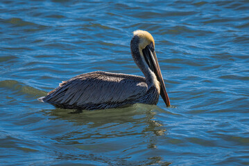 Brown Pelican swimming in the ocean water