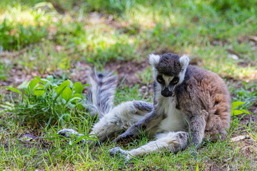 lemur sitting on the ground