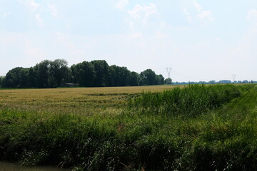 green field and sky