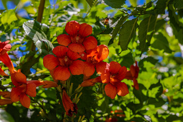 red flowers and green leawes