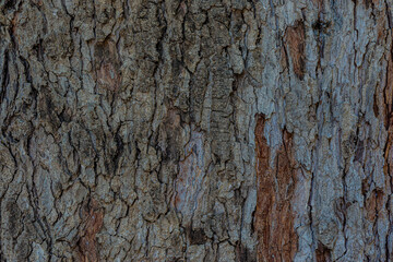 old wood background close up