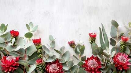 Australia Flowers. Mother's Day Border with Native Waratah and Eucalyptus Arrangement on White Background