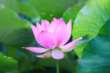 Beautiful pink lotus flower with a green leaf in the pond.