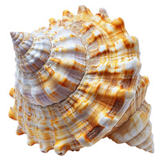 Fototapeta premium Closeup of a beautiful spiral seashell with intricate patterns and textures, isolated on a white background.
