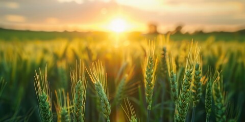 Obraz premium Ground Wheat Field: Stunning Summer Sunset Panorama in Rural Crop Landscape