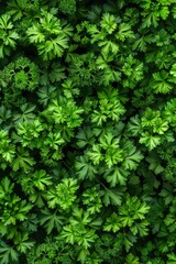 Green parsley texture background, petroselinum crispum leaves pattern, fresh herbal leaves banner