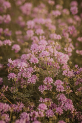 Field of Wildflowers