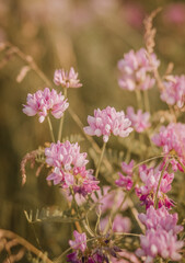 Fototapeta premium Close up of Wildflowers