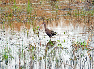 Non Breeding White Faced Ibis in a Wetland