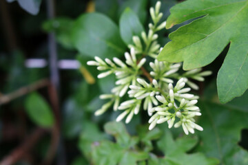 Green leaves of garden plants close up photo. Nature abstract background. 