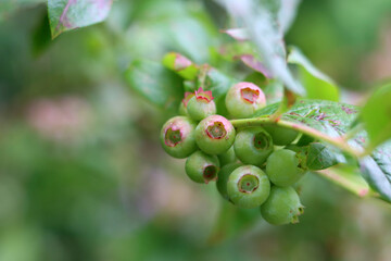 Close up photo of blueberry bush. Abstract nature background. Healthy eating concept. Leaves and berries texture close up on green background with space for text. 