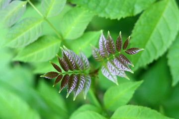 Green leaves of garden plants close up photo. Nature abstract background. 