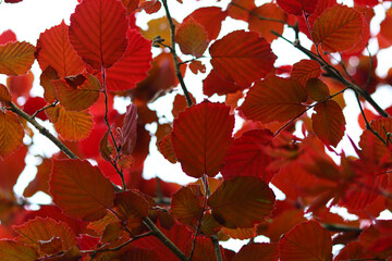 Autumnal red leaves on Hazel tree, close-up. Beautiful red leaves texture. 