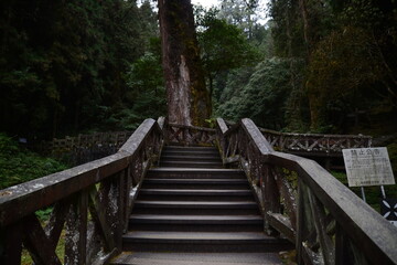 Fototapeta premium Stairs leading to the forrest