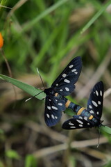 butterfly on a flower