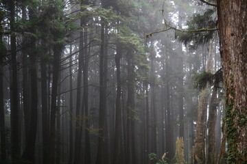 Fototapeta premium misty morning in the forest