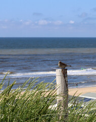 Beach on the North Sea coast in the Netherlands in the summer © Maya