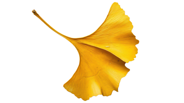 Single Golden Ginkgo Leaf Isolated on White Background