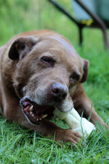 Dog chewing a bone on green grass in the garden. Natural organic food for pet. 