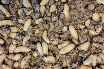 sago worms farming. sago worms as a nutritious traditional and alternative food. Education research of insect protein for future food.