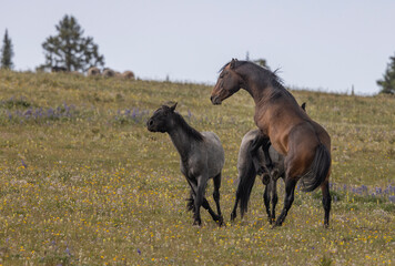 Wild Horse Stallions Fighting in the Pryor Mountains Montana in Summer