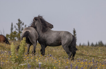 Obraz premium Wild Horse Stallions Fighting in the Pryor Mountains Montana in Summer