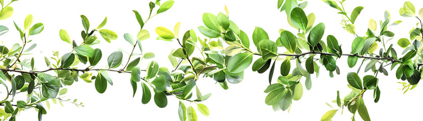 Green Leaves Branch Illustration on Black Background