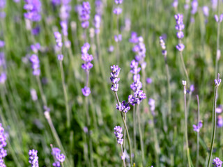 English lavender flowering in a garden with selective focus