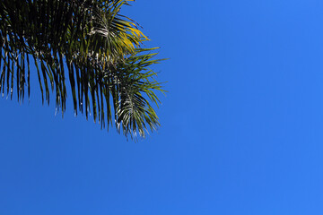 folhagem de palmeira