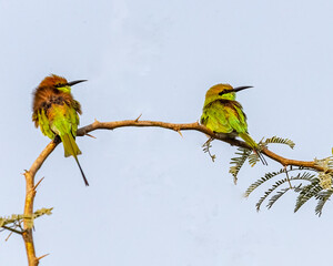 A Pair of Green Bee Eater l
