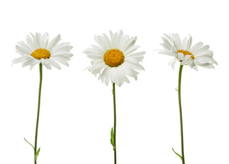 White daisies isolated on white background