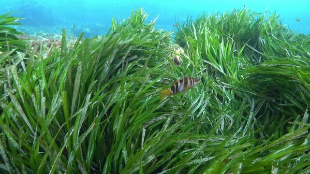 Painted comber fish in a Posidonia field - Mediterranean Sea life
