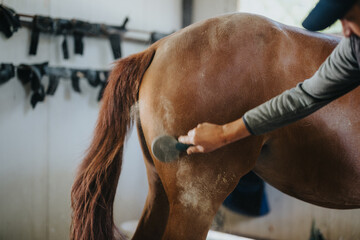 Obraz premium A person is grooming a horse in a stable using a brush. The image highlights proper horse care and maintenance.