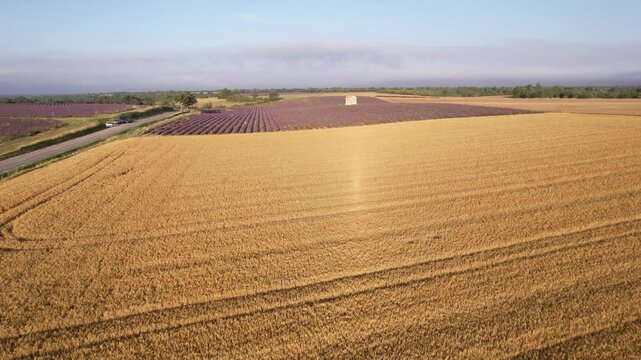 bl&eacute; dor&eacute;s et lavandes, agriculture sur le plateau de Valensole - Provence France