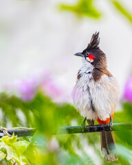 A Red Whiskered bulbul