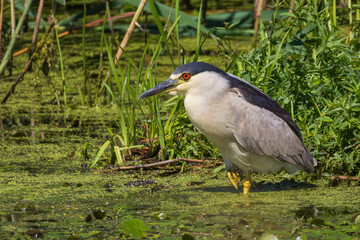 Black-crowned Night Heron