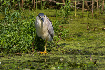 Black-crowned Night Heron